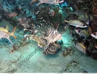 Pterois volitans Red lionfish front 5